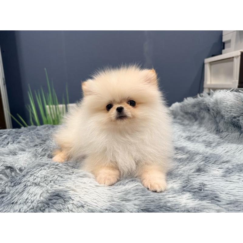 販売中の埼玉県のポメラニアン-448440の7枚目