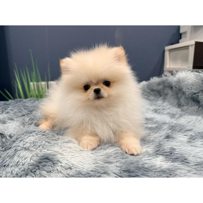 販売中の埼玉県のポメラニアン-448440の6枚目