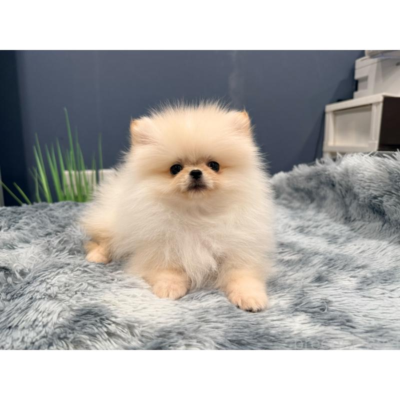 販売中の埼玉県のポメラニアン-448440の5枚目