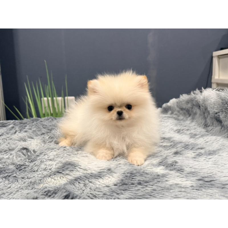 販売中の埼玉県のポメラニアン-448440の4枚目