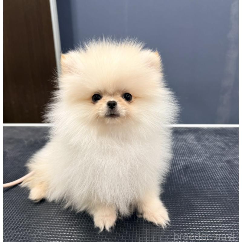 販売中の埼玉県のポメラニアン-448440の3枚目