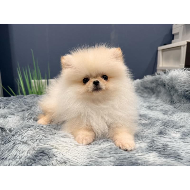 販売中の埼玉県のポメラニアン-448440の2枚目