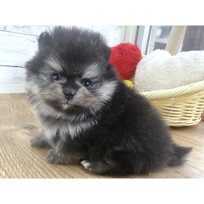 販売中の神奈川県のポメラニアン-448441の6枚目