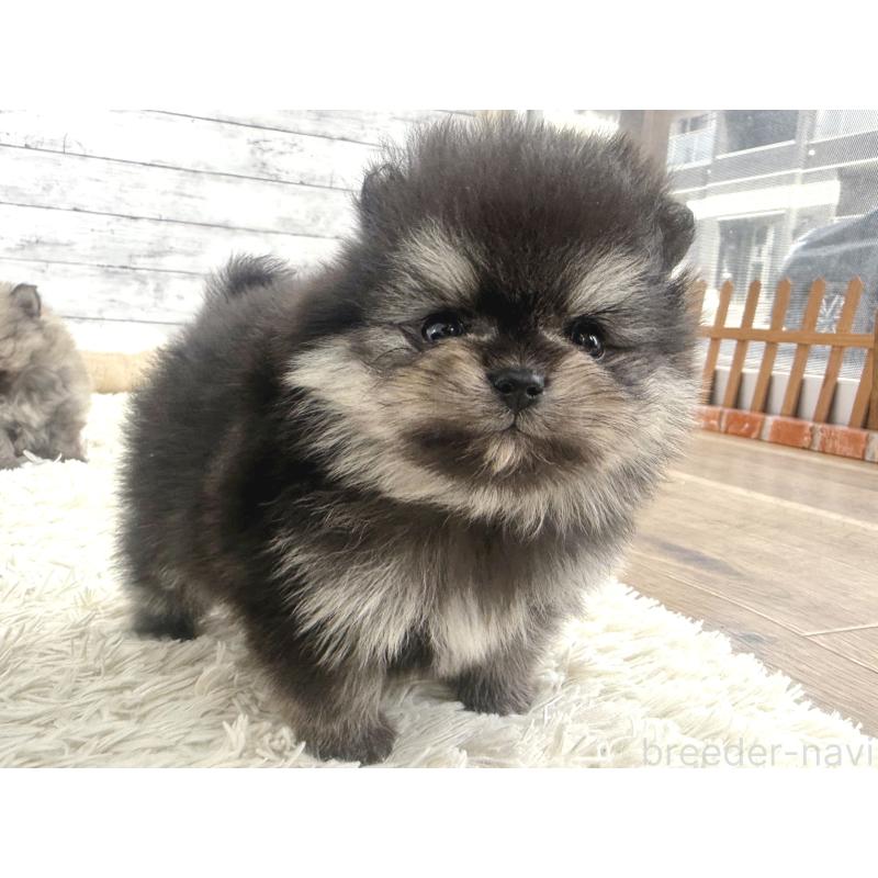 販売中の神奈川県のポメラニアン-448441の5枚目
