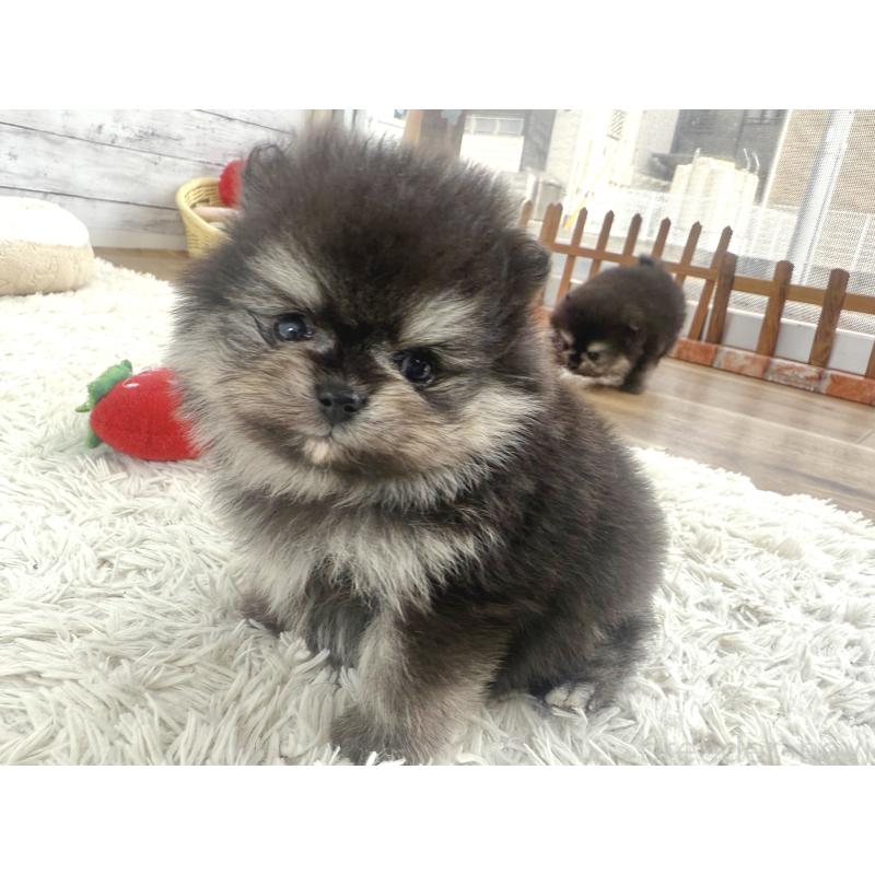 販売中の神奈川県のポメラニアン-448441の4枚目