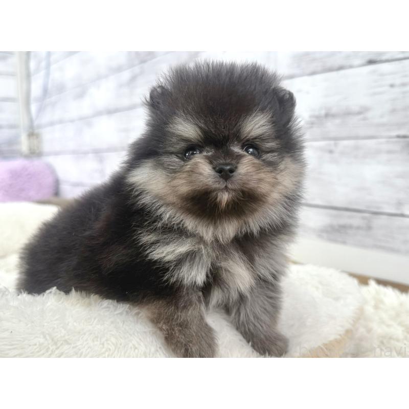 販売中の神奈川県のポメラニアン-448441の3枚目