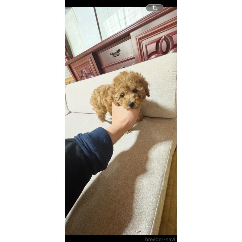 販売中の茨城県のタイニープードル-438802の2枚目