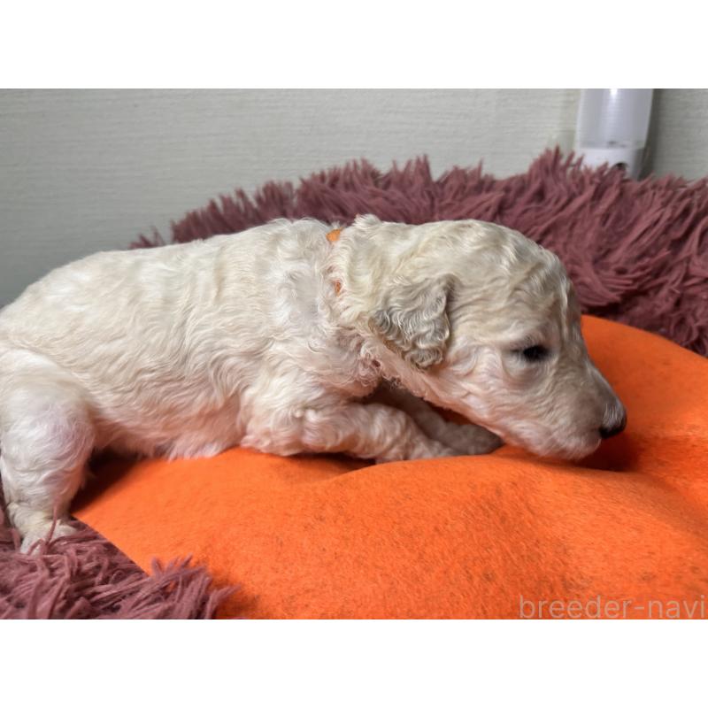 販売中の香川県のスタンダードプードル-448442の6枚目