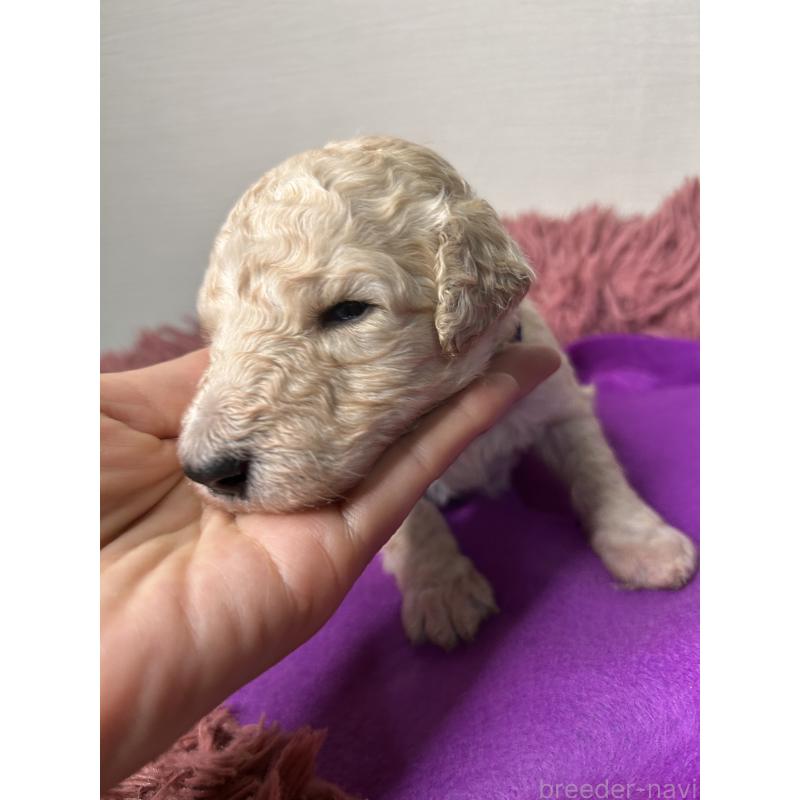 販売中の香川県のスタンダードプードル-448445の6枚目