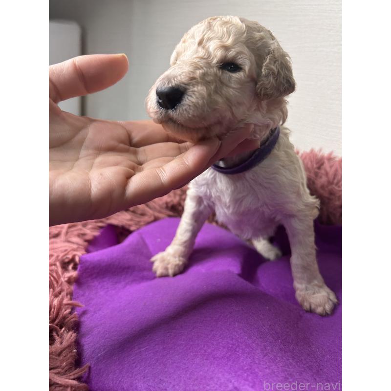 販売中の香川県のスタンダードプードル-448445の3枚目