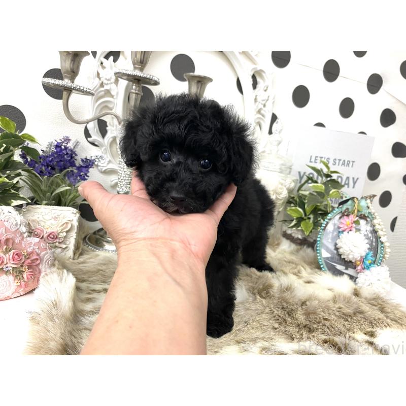 販売中の京都府のタイニープードル-448448の4枚目