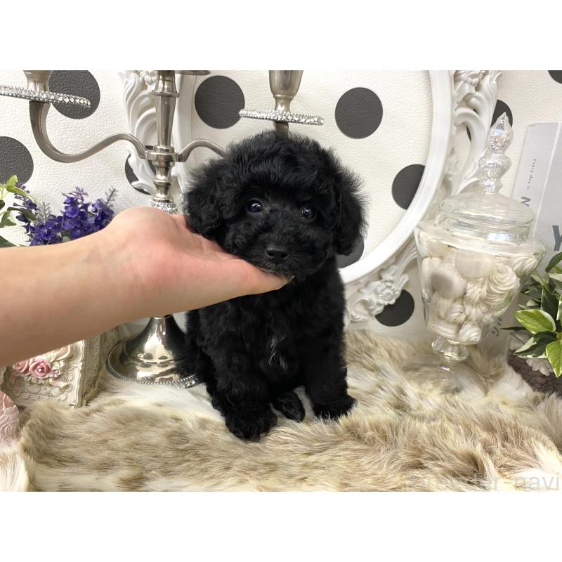 販売中の京都府のタイニープードル-448448の3枚目