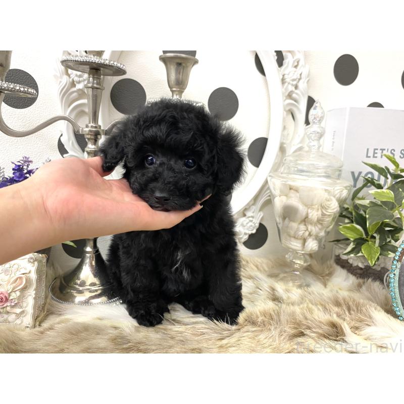 販売中の京都府のタイニープードル-448448の2枚目