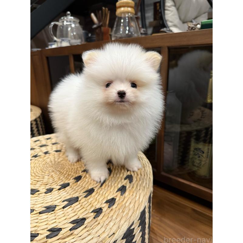 販売中の埼玉県のポメラニアン-448449