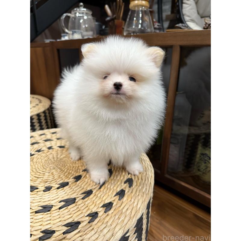 販売中の埼玉県のポメラニアン-448449の9枚目