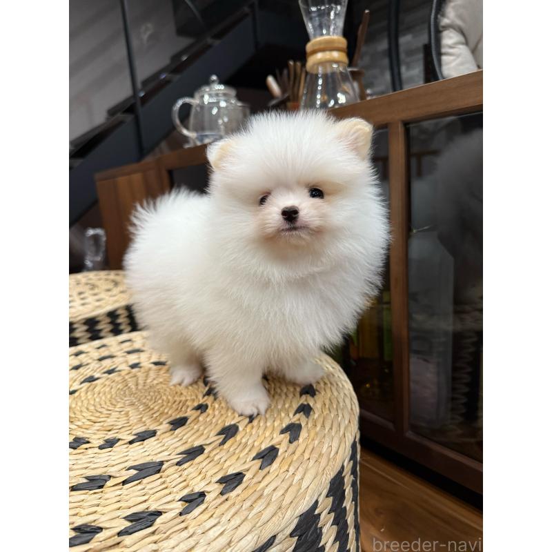 販売中の埼玉県のポメラニアン-448449の8枚目