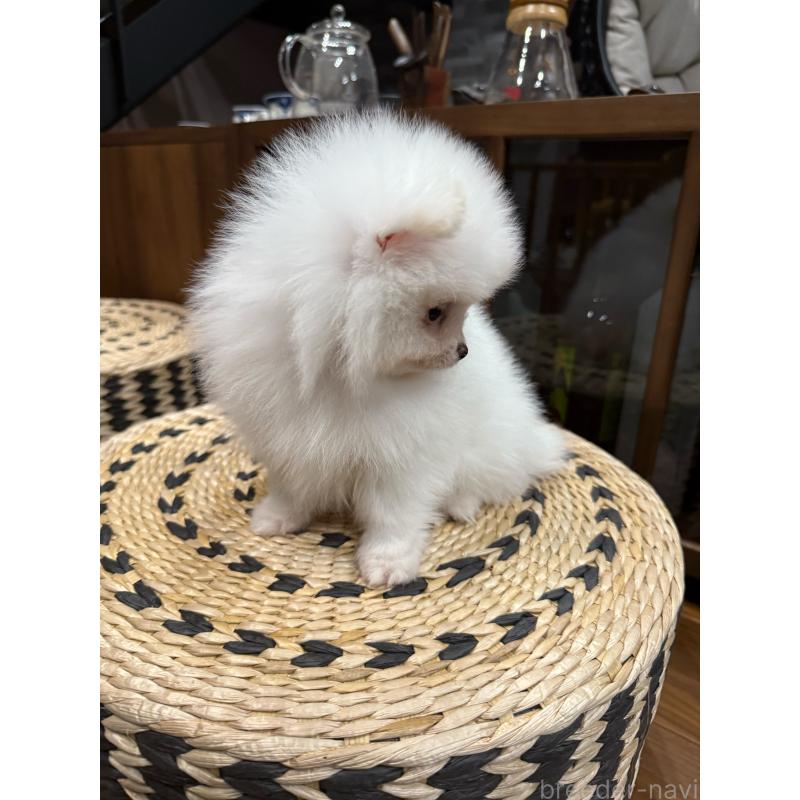 販売中の埼玉県のポメラニアン-448449の7枚目