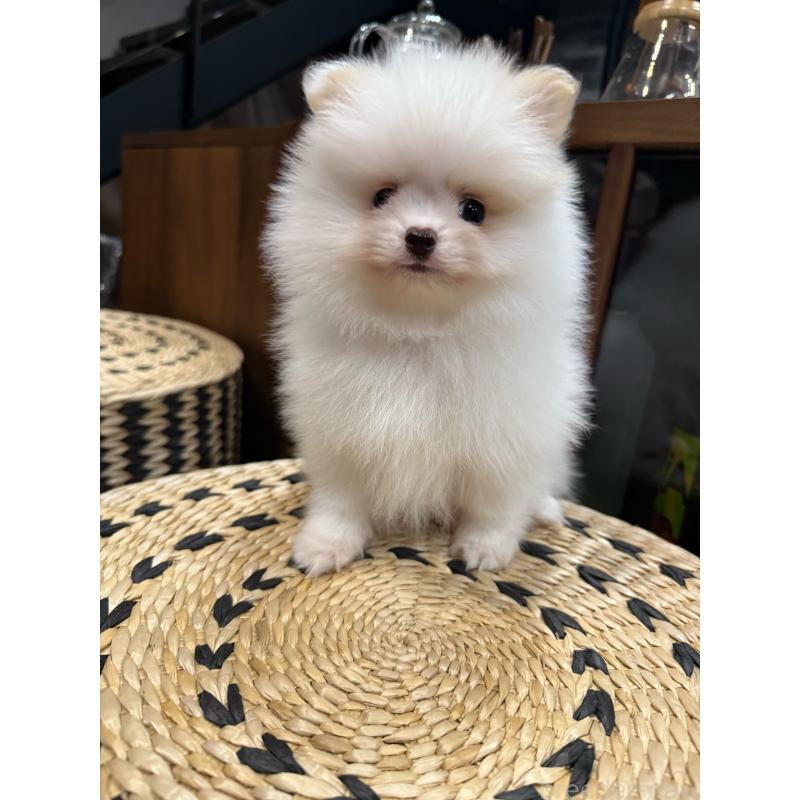 販売中の埼玉県のポメラニアン-448449の6枚目