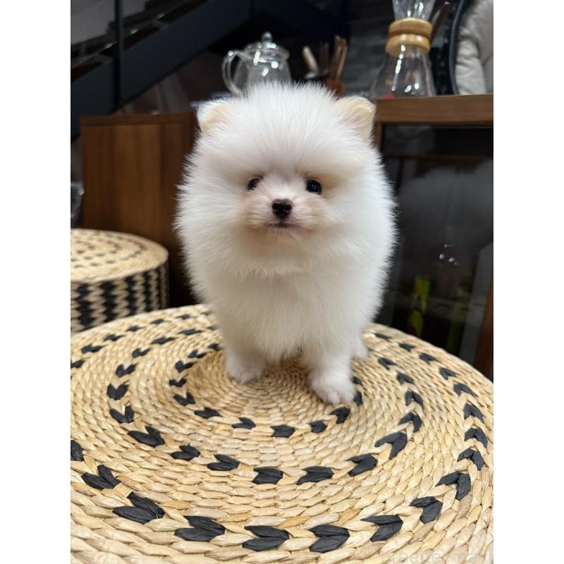 販売中の埼玉県のポメラニアン-448449の4枚目