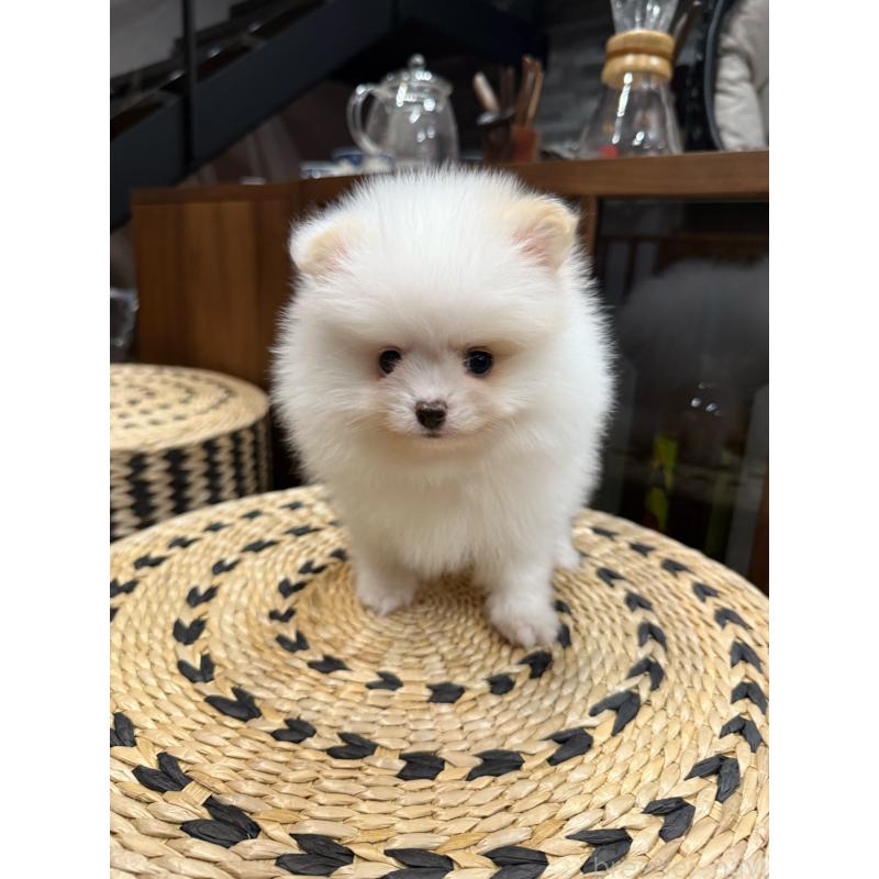 販売中の埼玉県のポメラニアン-448449の3枚目