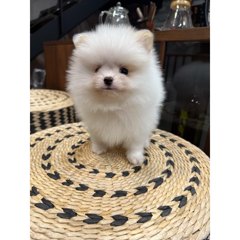 販売中の埼玉県のポメラニアン-448449の2枚目