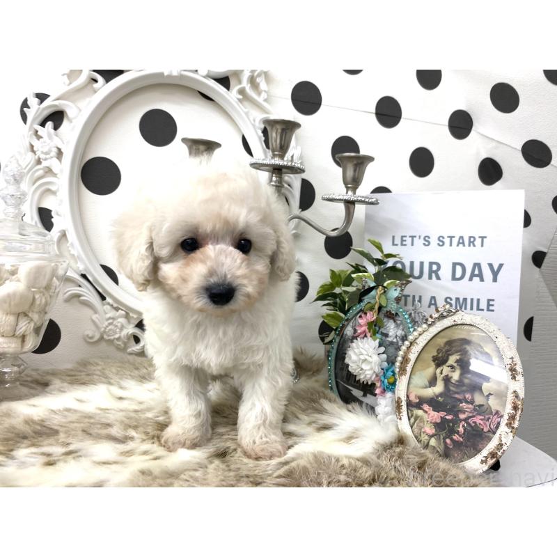 販売中の京都府のタイニープードル-448453の5枚目