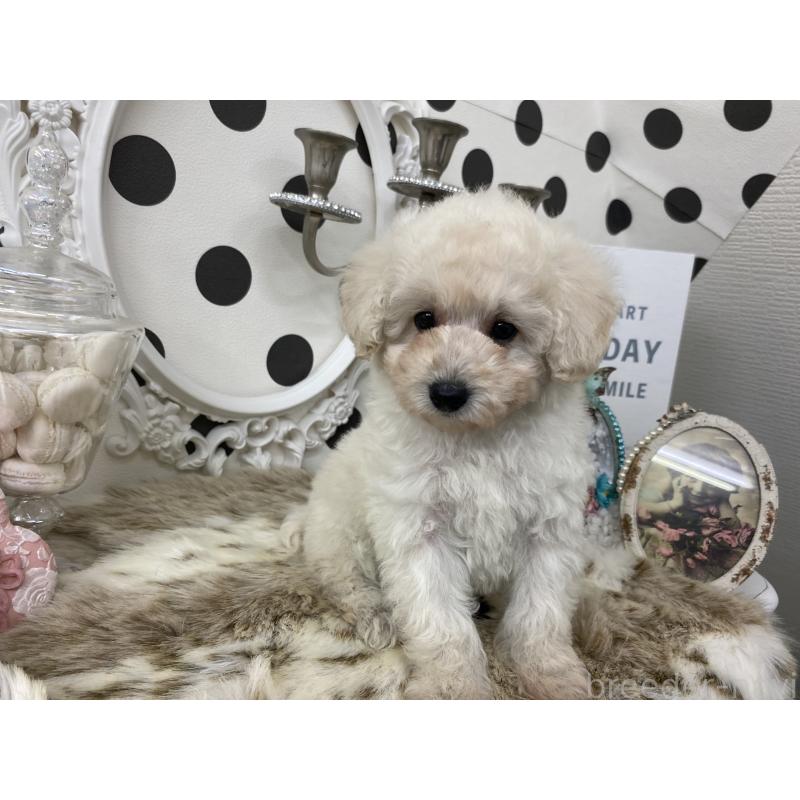 販売中の京都府のタイニープードル-448453の3枚目