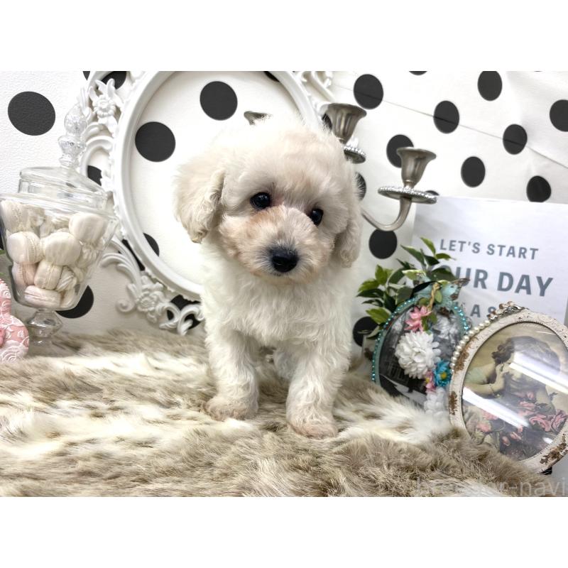 販売中の京都府のタイニープードル-448453の2枚目