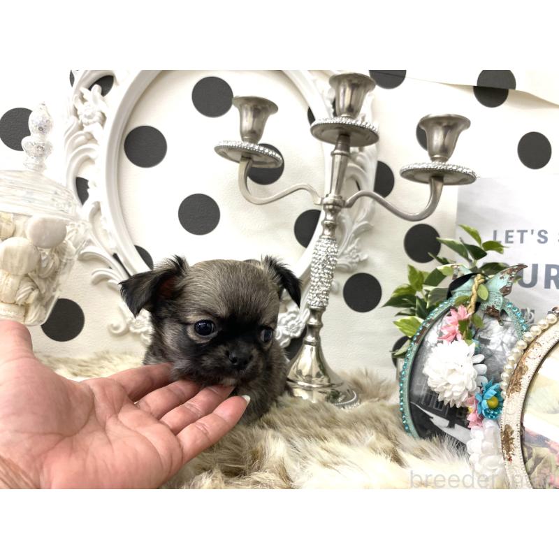 販売中の京都府のチワワ(ロングコート)-448456の5枚目