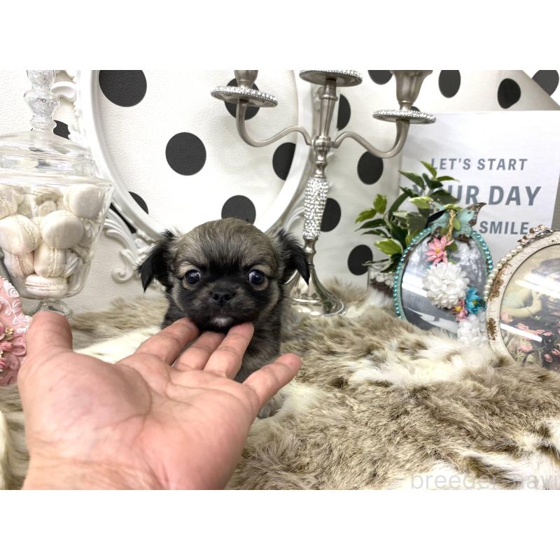 販売中の京都府のチワワ(ロングコート)-448456の4枚目