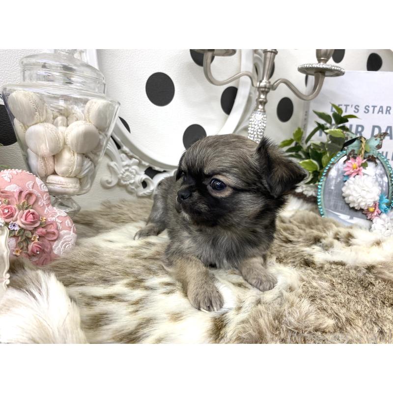 販売中の京都府のチワワ(ロングコート)-448456の3枚目