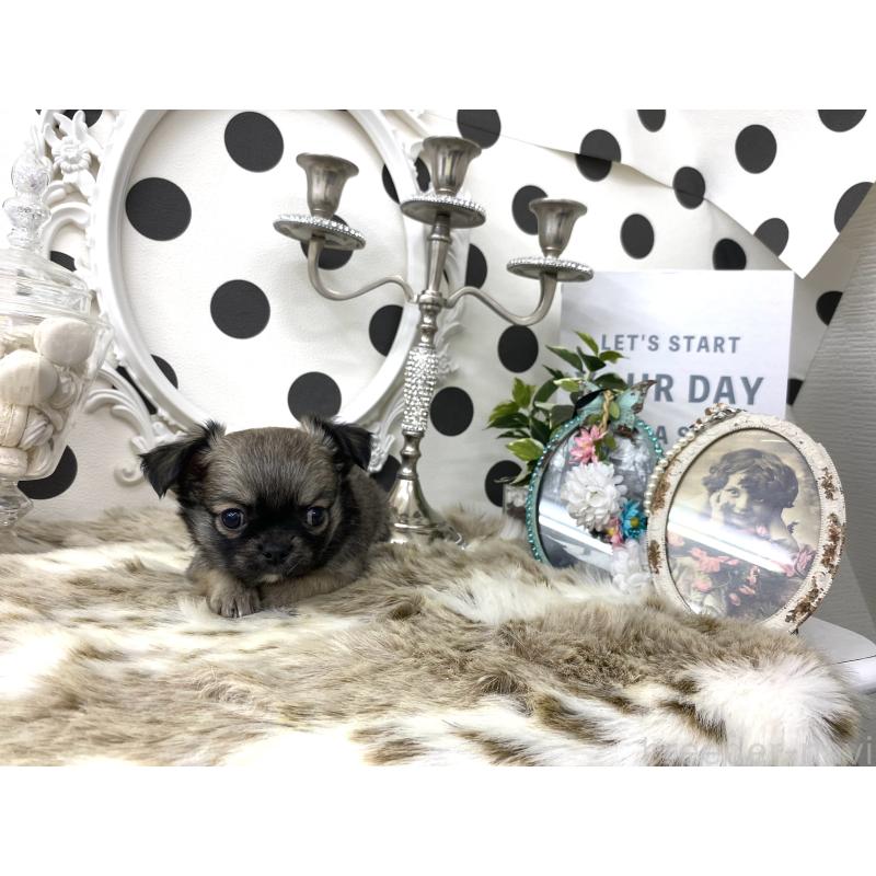 販売中の京都府のチワワ(ロングコート)-448456の2枚目