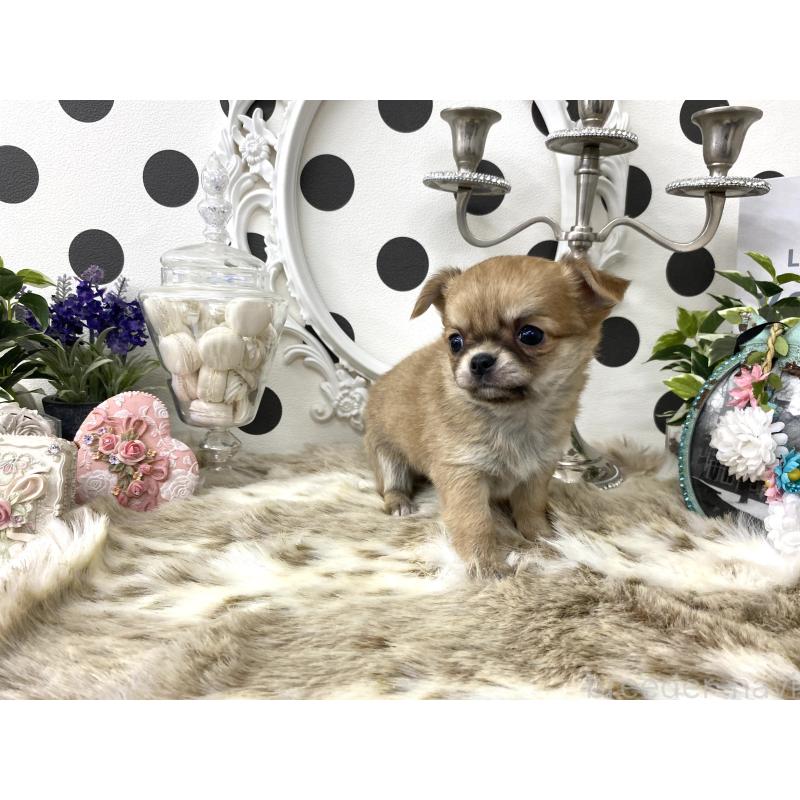 販売中の京都府のチワワ(ロングコート)-448460の5枚目