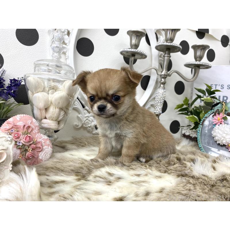 販売中の京都府のチワワ(ロングコート)-448460の4枚目