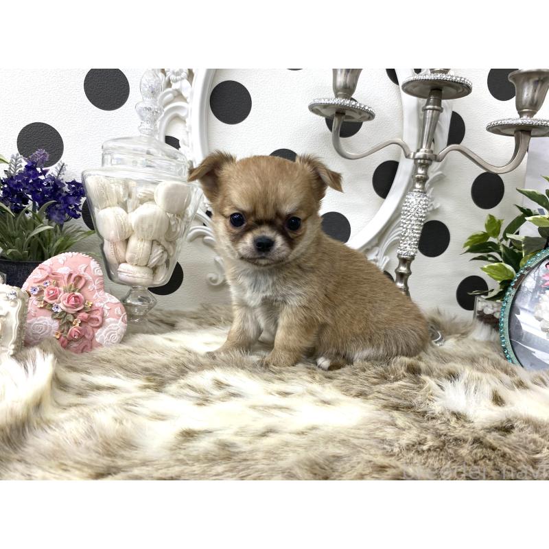 販売中の京都府のチワワ(ロングコート)-448460の3枚目