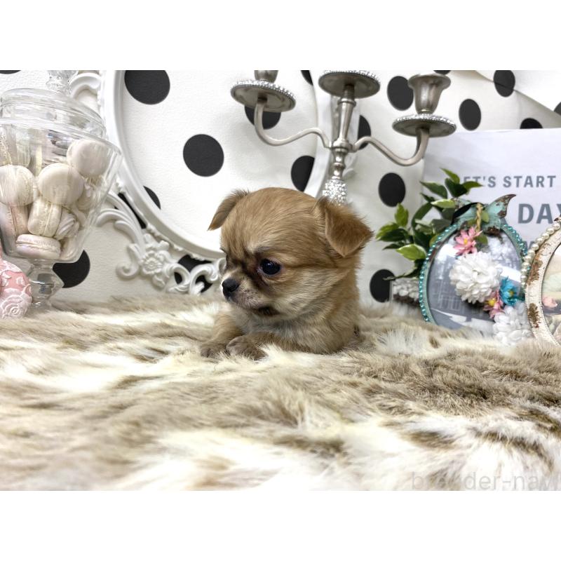 販売中の京都府のチワワ(ロングコート)-448460の2枚目