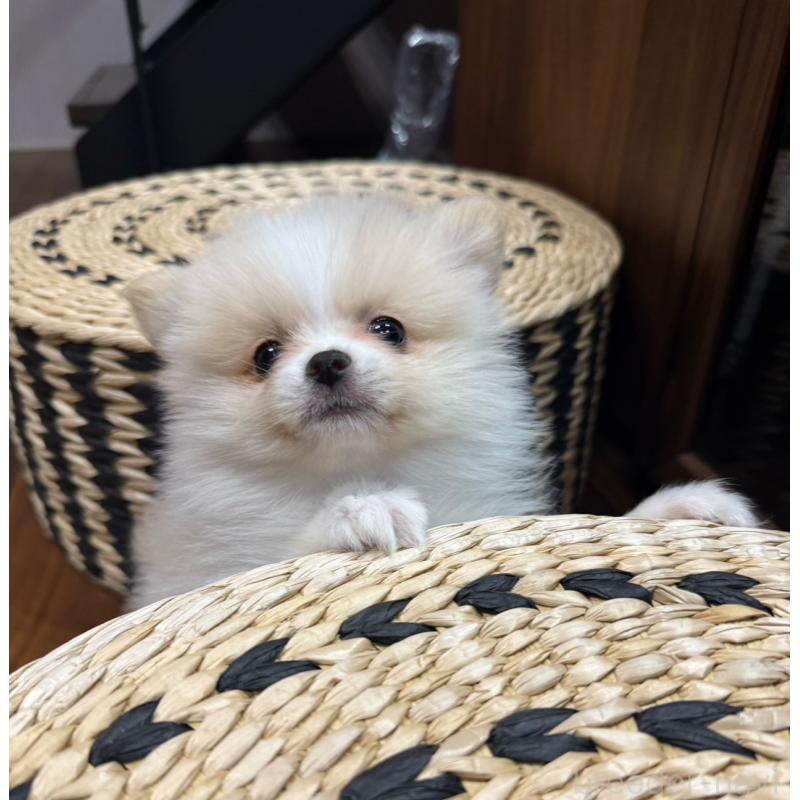 販売中の埼玉県のポメラニアン-448459の6枚目