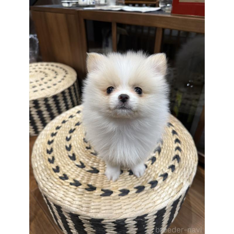 販売中の埼玉県のポメラニアン-448459の5枚目