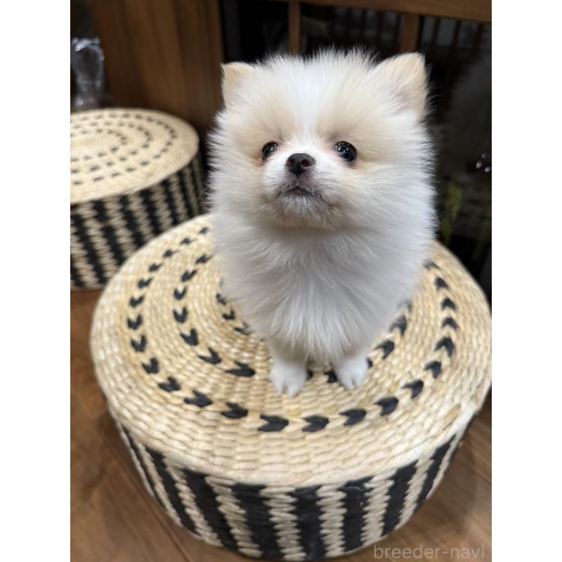 販売中の埼玉県のポメラニアン-448459の3枚目