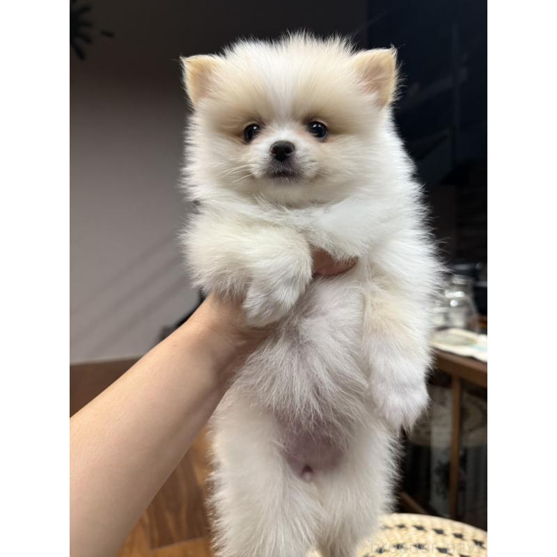 販売中の埼玉県のポメラニアン-448459の4枚目