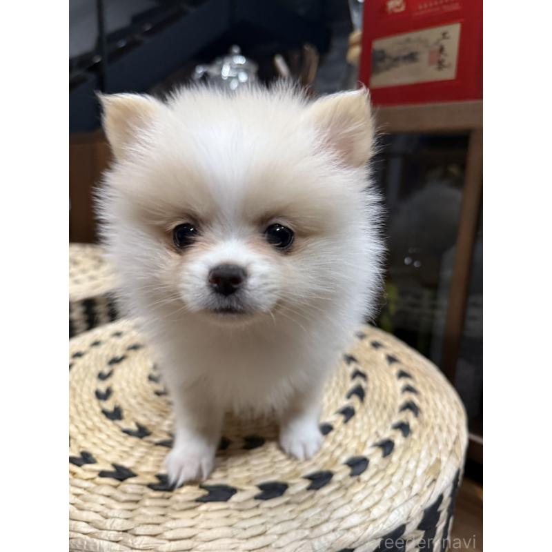 販売中の埼玉県のポメラニアン-448459の2枚目