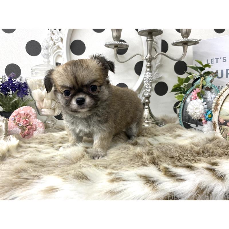 販売中の京都府のチワワ(ロングコート)-448461の5枚目