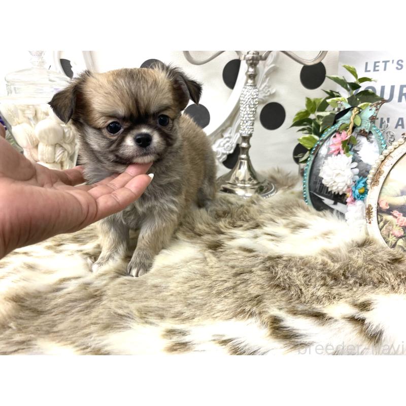 販売中の京都府のチワワ(ロングコート)-448461の4枚目