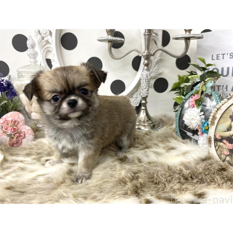 販売中の京都府のチワワ(ロングコート)-448461の3枚目