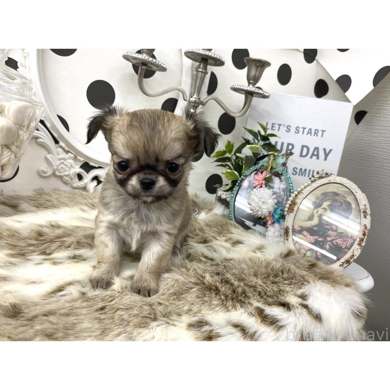 販売中の京都府のチワワ(ロングコート)-448463の5枚目