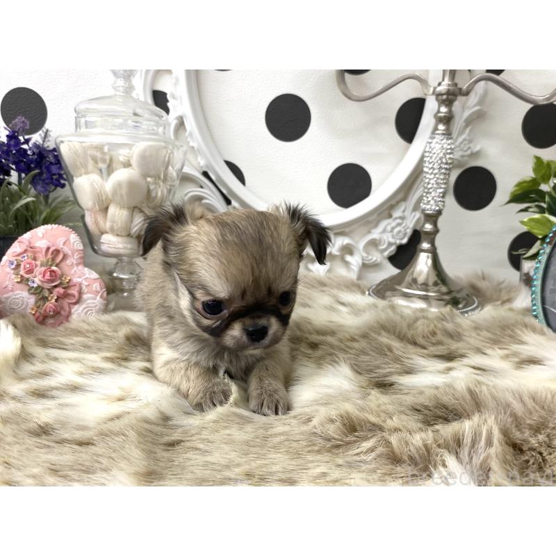 販売中の京都府のチワワ(ロングコート)-448463の3枚目