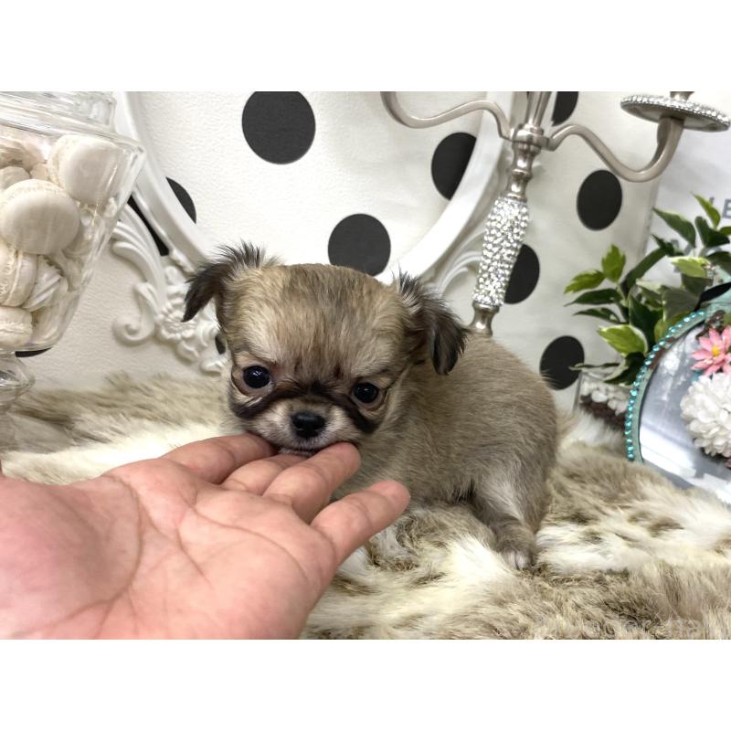 販売中の京都府のチワワ(ロングコート)-448463の2枚目