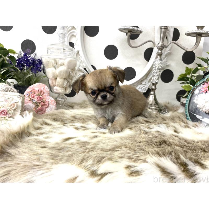 販売中の京都府のチワワ(ロングコート)-448464の7枚目