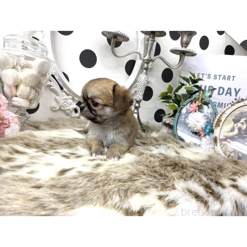 販売中の京都府のチワワ(ロングコート)-448464の5枚目