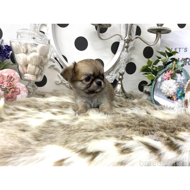 販売中の京都府のチワワ(ロングコート)-448464の4枚目